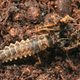 Illustration for article titled This beetle larva tricks its predator into becoming prey